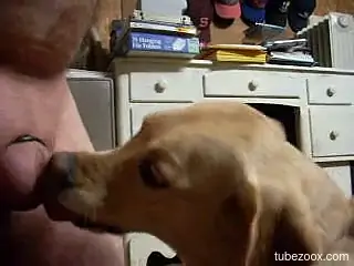 Dog licks master's cock in excellent modes until the man cums