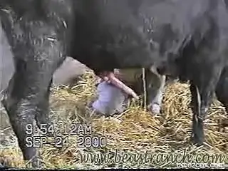 Horny bull's big cock makes man to want sex