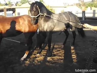 Stallions fucking makes horny man to crave for those huge inches