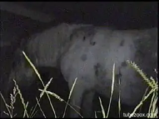 Man wants to fuck this horse and feel the sperm splashing its tail