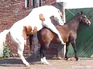 Horny men are watching a pair of horses fucking hard