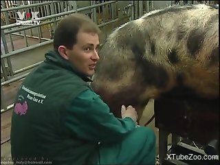 Man loves watching pair of pigs fucking in really kinky ways