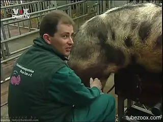Man loves watching pair of pigs fucking in really kinky ways