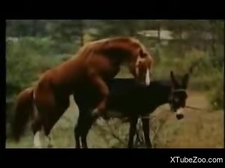 Horse fucking scenes in outdoor to dazzle the horny zoo porn lovers