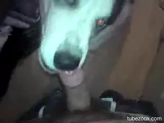 Horny man tapes himself in scenes of rough zoophilia with the dog