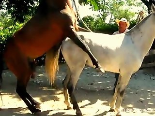 Horse fuck in front of horny zoophilia lover while he's taping