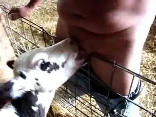 Veal licks man's erect cock until the man starts splashing sperm