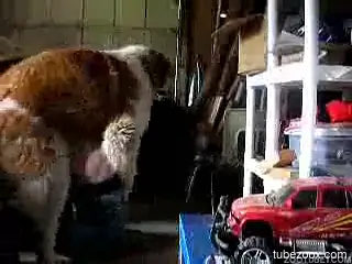 Horny zoophile gets fucked with his pants pulled down
