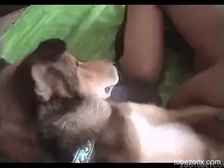 Full-length Asian bestiality porn video in great quality
