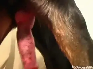 Fishnets-wearing blonde gets ready for bestiality sex