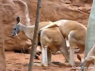 Kinky kangaroos fucking while out in the open