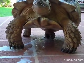 TURTLE POWER DUDE - a kinky animal cums buckets