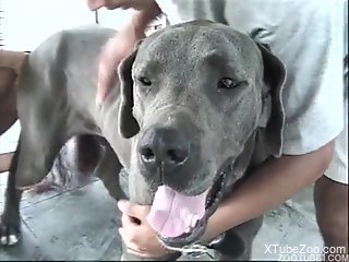 Blond-haired beauty getting fucked by dudes and beasts