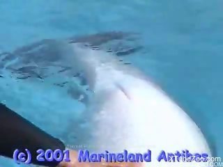 Sexy dolphin showing its dick after getting teased