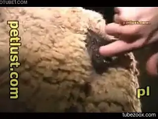 Horny dude banging a sheep's gorgeous little slit