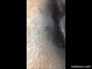 Man films himself fingering the horse's wet vagina