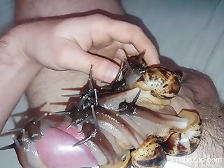 Man puts snails on his dick to masturbate even better