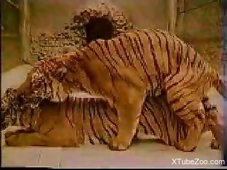 Two tigers fucking in an animal-on-animal porno video