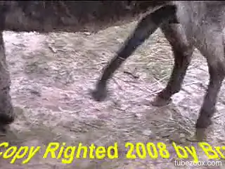 Hardcore fucking session with two horny animals