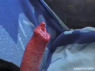 Dude jerking a dog's red dick in a hot porno movie