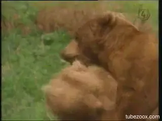 Two bears fucking your new favorite animal porn movie