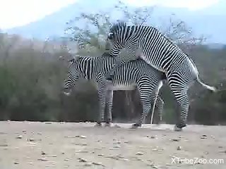 Zebras enjoying hard fucking while still outdoors