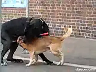 Two dogs are going to fuck each other in public