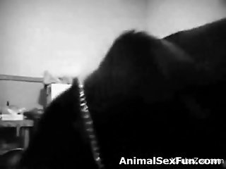 B&W zoophile porno movie with a good-looking ass