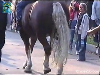 Horse showcasing its growing penis in a free video