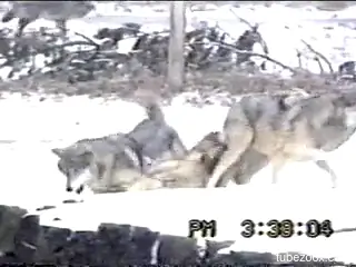Sexy wolves fucking each other in an outdoor video
