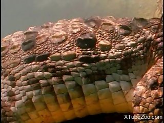 Awesome zoofilia XXX porn movie with alligators