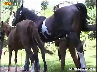 Horse with stiff cock penetrates a Latina's pussy