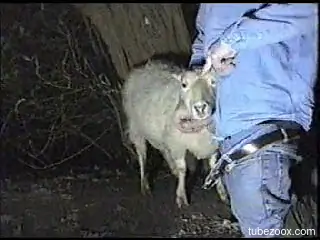Dude uses his awesome penis to fuck a sexy sheep