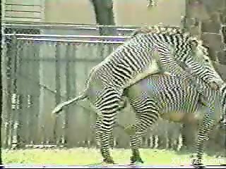 Absurdly hot fuck scene in which two zebras screw