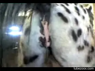Sexy animal pussy being showcased in a solo video