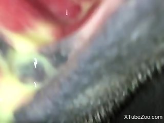 Close-up zoophilic encounter with a moist pussy beast