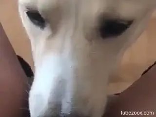 White beast using its awesome tongue to pleasure in POV