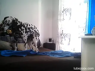 Dog is filmed when master wants to fuck it in the ass