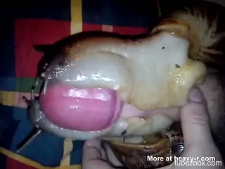 Uncut cock getting pleasured by two snails at once