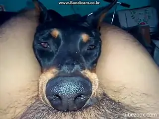Dog chokes on a dude's cock in a hot porno movie