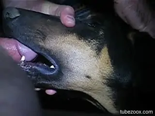 Remarkably horny dog gets throated by a thirsty dude