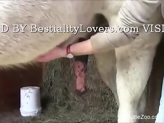 Horse cock pleasured by a seasoned zoophile hottie