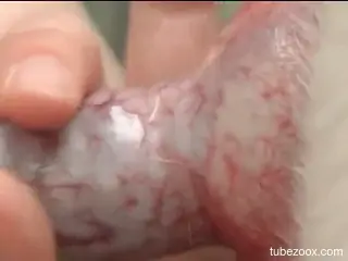 Asian hottie with a bubble butt enjoying dog cock