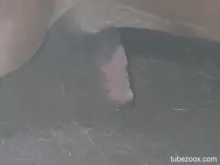 Nice animal penis exposed in a hot porno movie