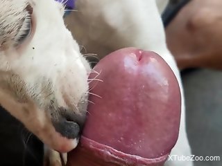 Sexy animal sucking an uncut cock in a POV porn movie