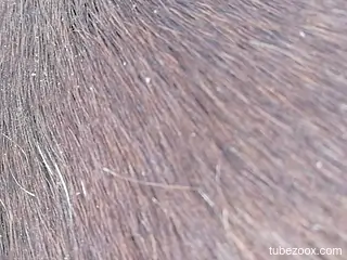 Sexy mare pussy getting blasted by a really horny dude