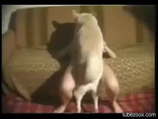 Brunette with a wet pussy enjoying banging with a dog