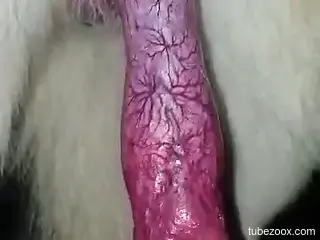 Veiny dog dick showcased in a very loving fashion