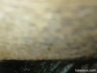 Dude's veiny dick slides in this horse's hot pussy