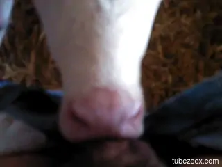 Dirty beast worships a guy's huge penis on camera